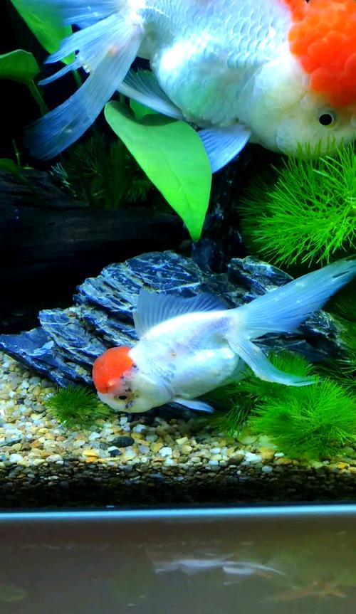 鱼身上有白色絮状物图(鱼缸白毛水霉怎么办?分离消毒增氧要点) 鱼身上有白色絮状物图(鱼缸白毛水霉怎么办?分离消毒增氧要点)