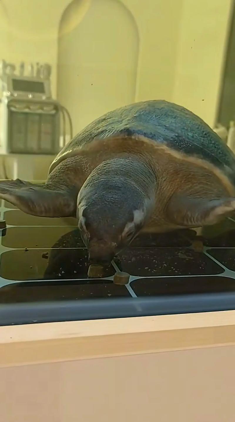 猪鼻龟最爱吃三种食物（偏肉食25–31℃控水质与季节轮换）