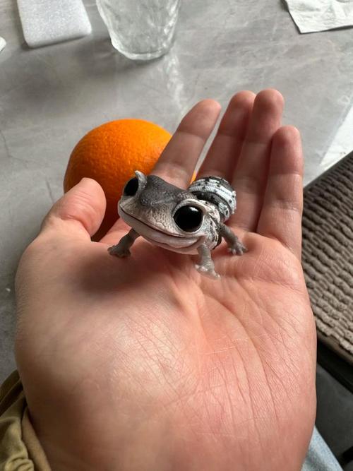 守宫类宠物中哪些没有声带(守宫发声差异睫角靠气流豹纹靠声带养护要点)