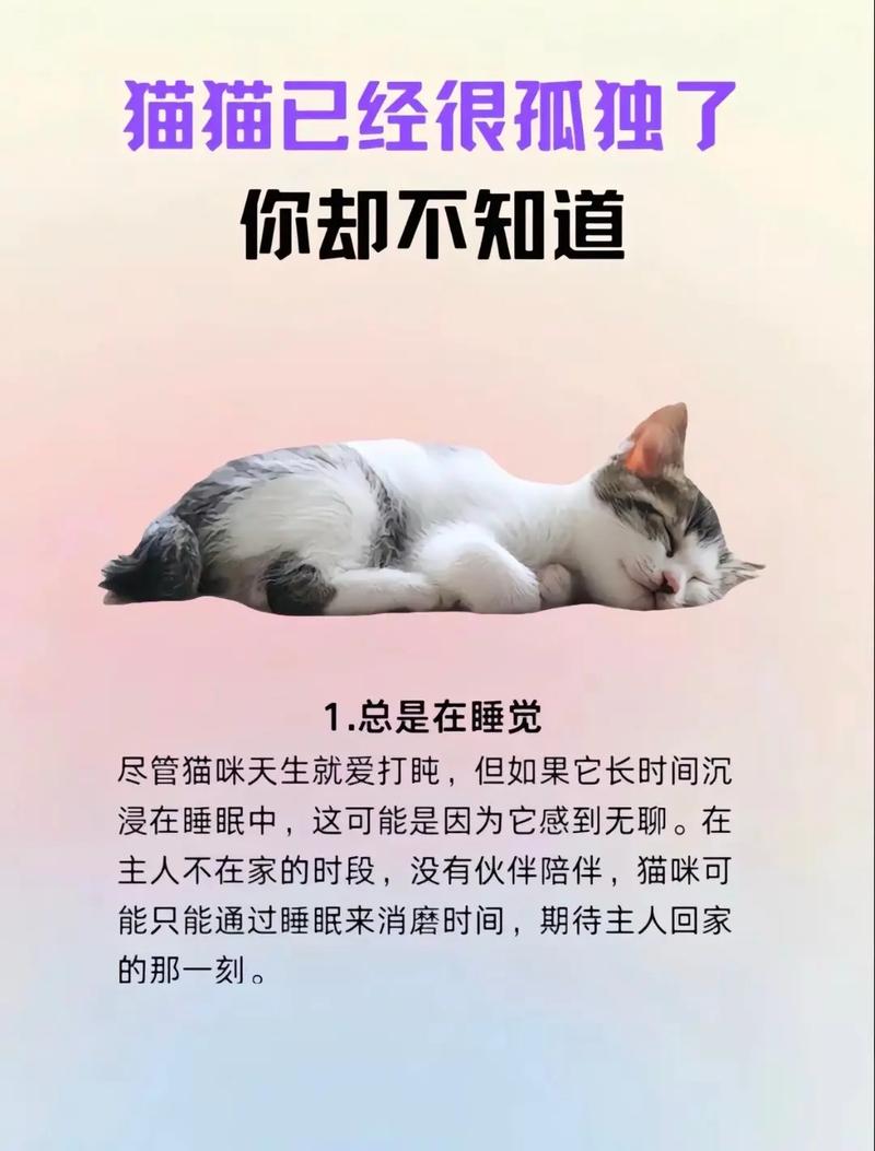 猫一个人在家会寂寞吗(信号陪伴与环境丰富要点)