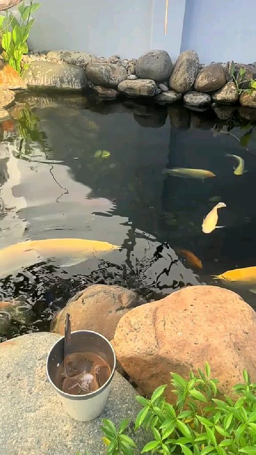 户外鱼池适合养什么观赏鱼（耐寒品种适应性与群游性）