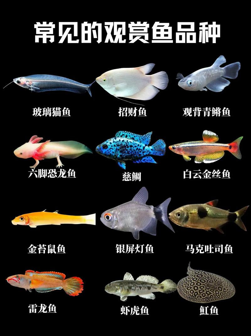 水深25厘米适合养什么鱼（孔雀鱼2–3条，金鱼需大缸与控水）