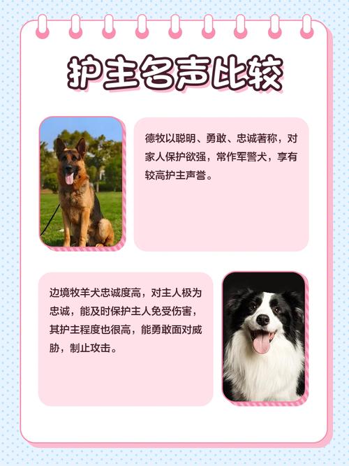 边牧和德牧的对比图（边牧与德牧对比选购与养护要点）