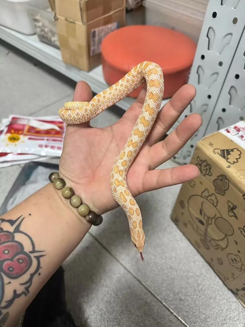 猪鼻蛇是宠物蛇吗（猪鼻蛇饲养要点温控湿度喂食繁殖要注意）