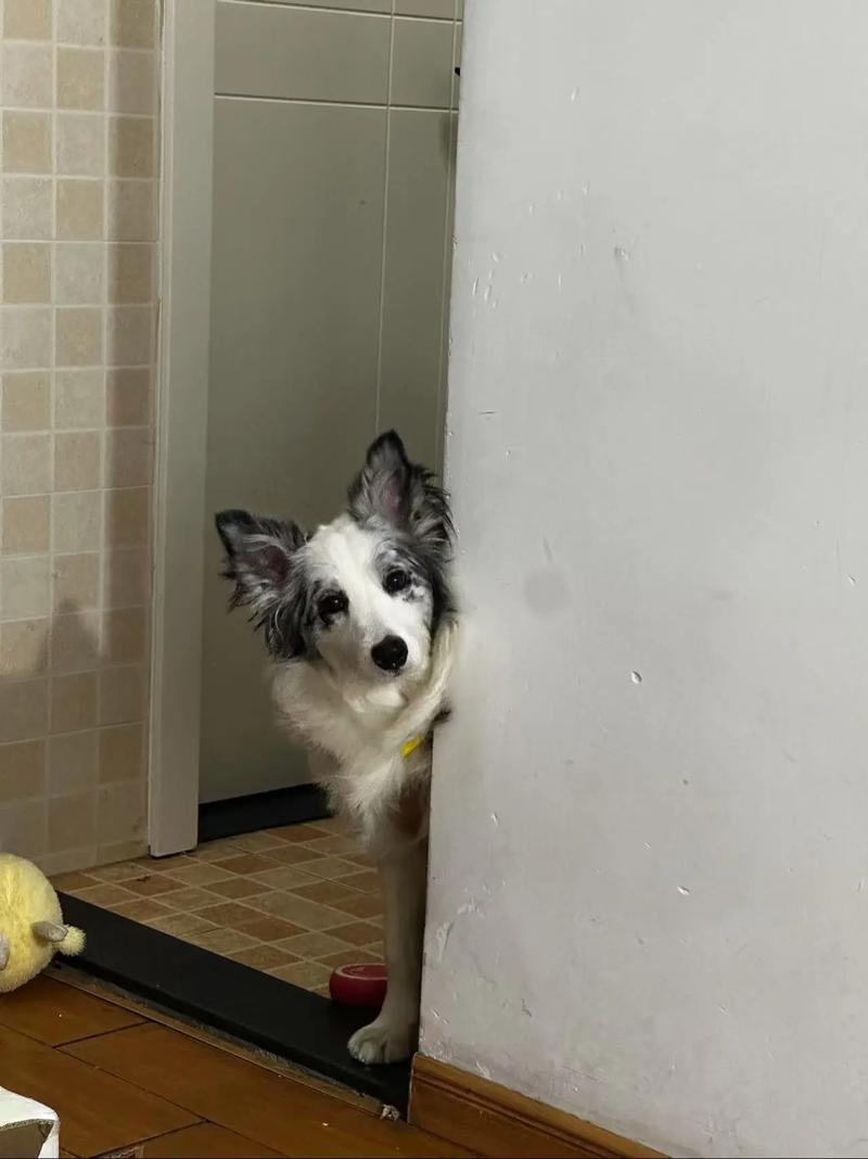 边牧买了母的后悔了（母犬温柔公犬活力要点）