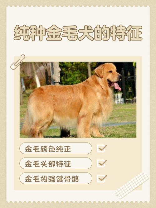 金毛犬属于禁养犬吗（各城因安全与福利权衡差异）