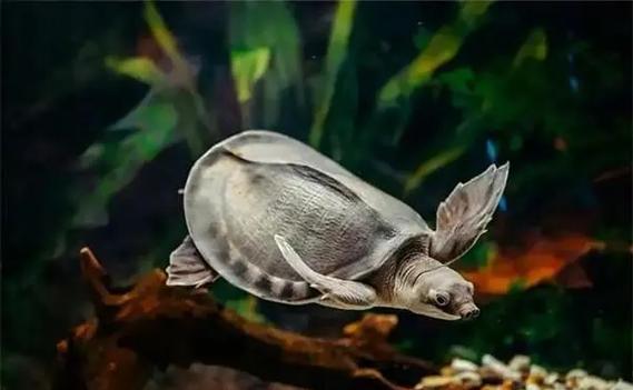 猪鼻龟低于20℃会怎样（猪鼻龟理想水温26–28℃，水质与喂养要点）