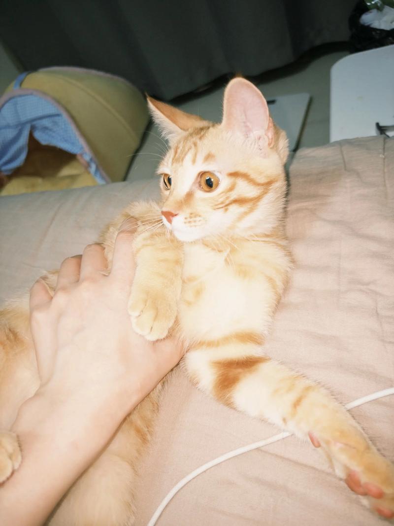 橘猫500一只贵吗（血统毛色健康与渠道）