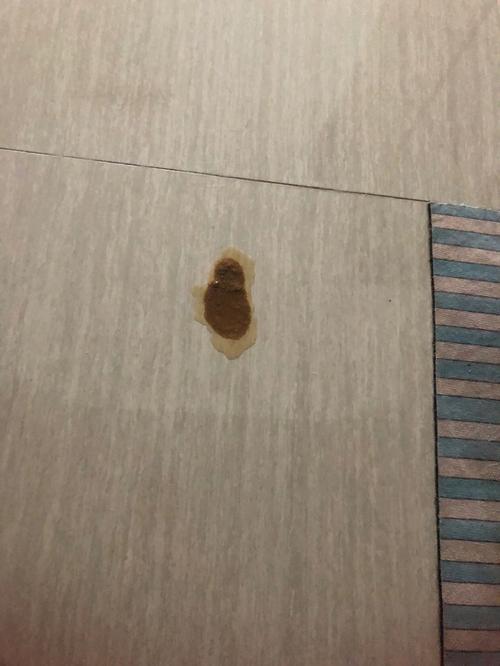 猫瘟初期呕吐物图片（猫瘟早期信号及预防治疗要点）