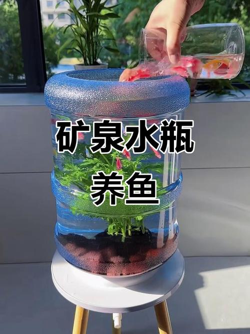 桶装纯净水可以养鱼吗(桶装纯净水养鱼要加矿物质缓冲提升KH并定期监测pH溶氧)
