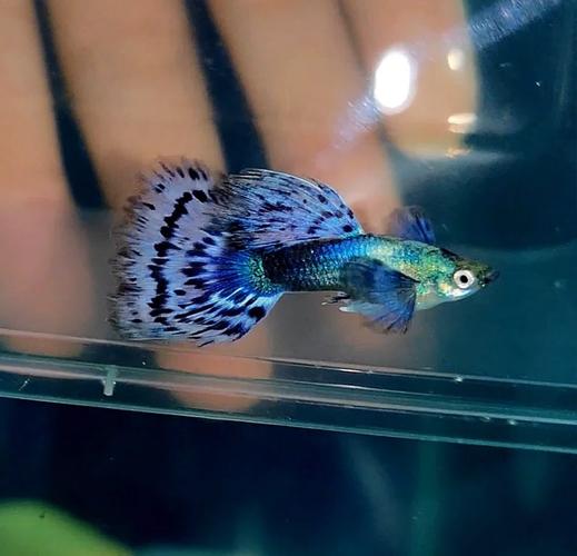 孔雀鱼自生自灭 爆缸(57-75升缸控水质温控与定期换水)