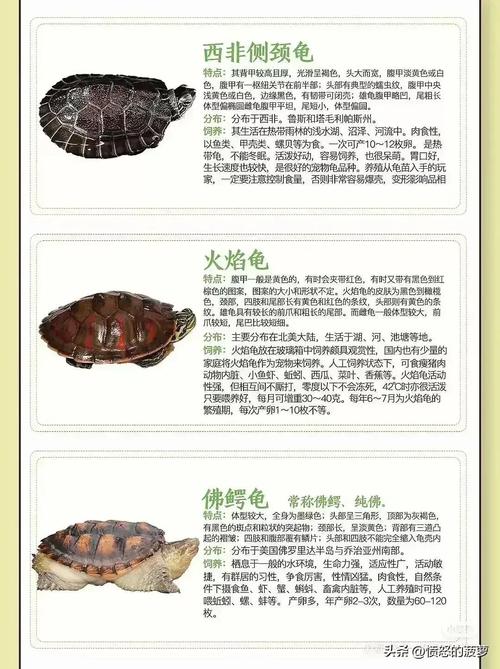 宠物龟寿命一览表（乌龟寿命受环境影响，打造稳定水质与多样喂养的养护体系）