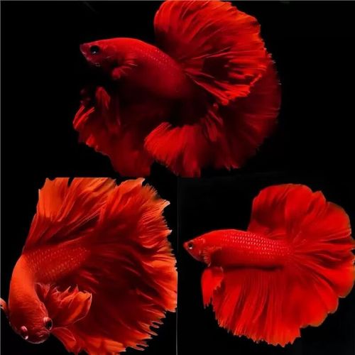 红宝石观赏鱼怎么养（红宝石鱼养护五步要点）