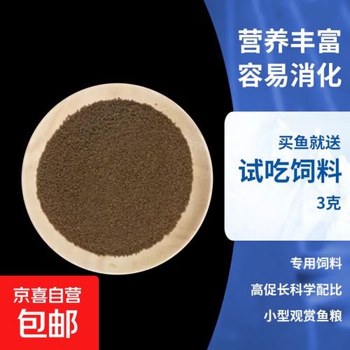 七彩斑马鱼好养吗（新手友好低维护）