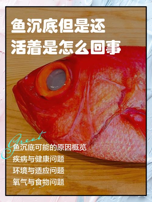 像离开水的鱼快要活不下去(深夜歌单带来情绪疗愈与持续呼吸)