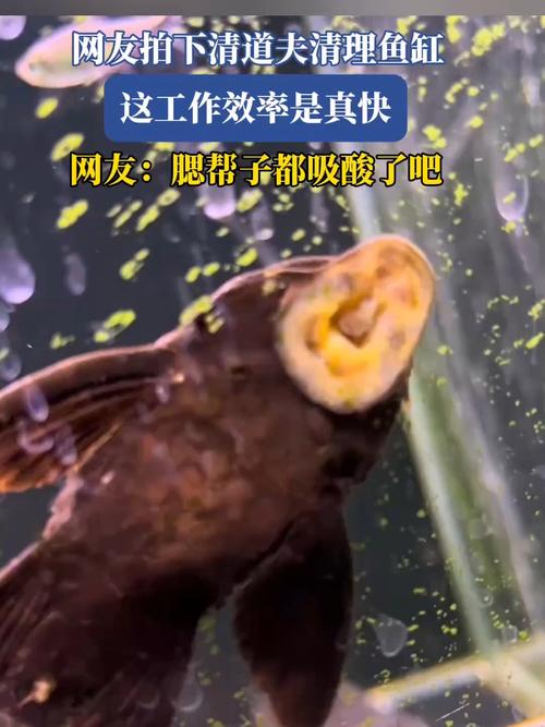 清道夫养鱼缸为什么容易死（清道夫生死三要素水质温度饲料养护要点）