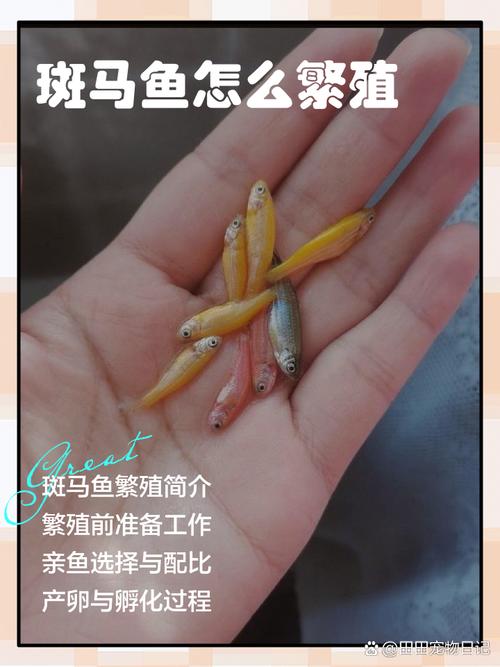 养斑马鱼新手入门难吗（水温喂养换水繁殖要点）
