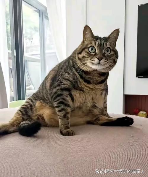 狸花猫各个年龄图片（狸花猫DragonLi原生猫特征与养护要点）