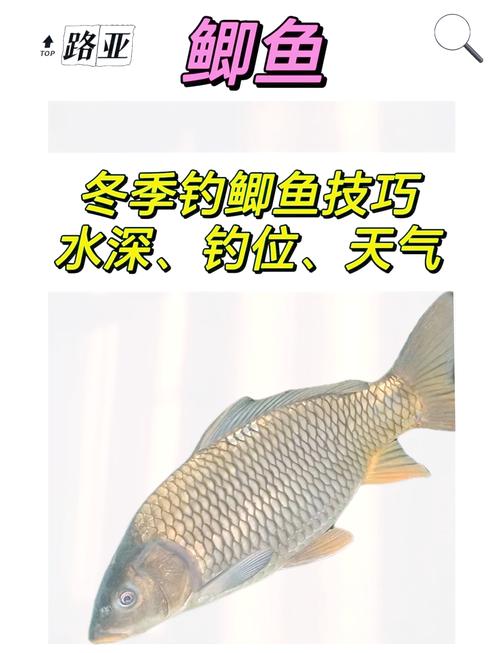 鲫鱼水深30厘米可以养吗(控水质增氧与试养方案) 鲫鱼水深30厘米可以养吗(控水质增氧与试养方案)