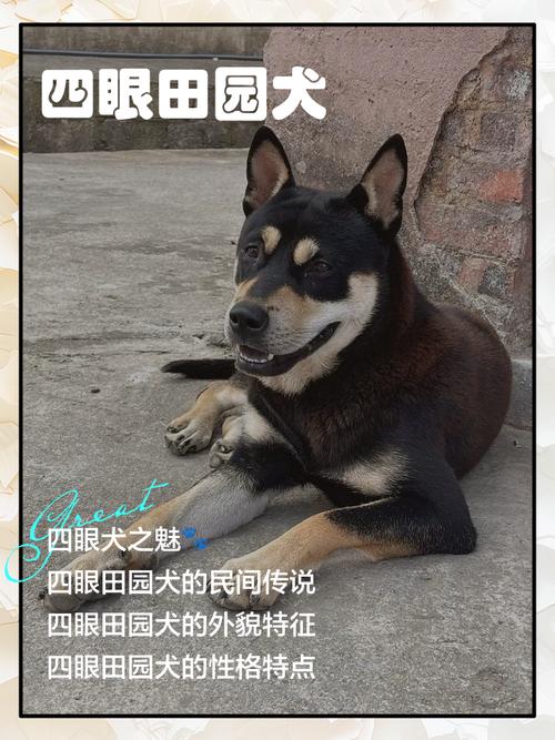 四眼狗广西土猎能长多高（广西土猎身高多源差异及科学养护要点）