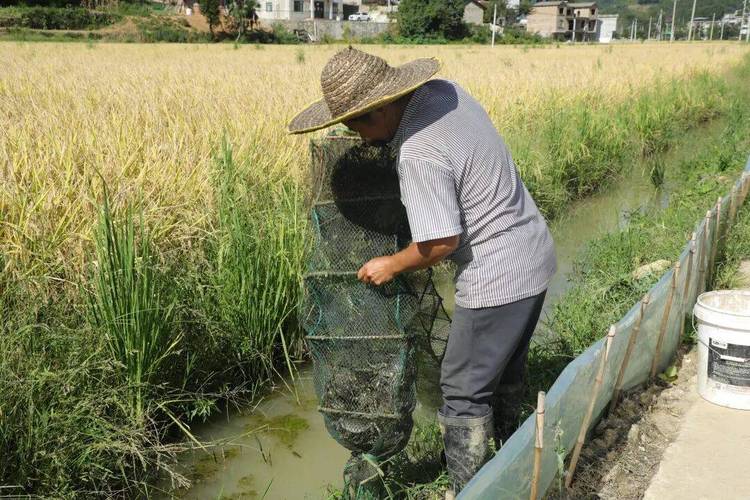 稻田挖成鱼塘违法吗（挖田养鱼是否合法？看基本农田与用地审批）