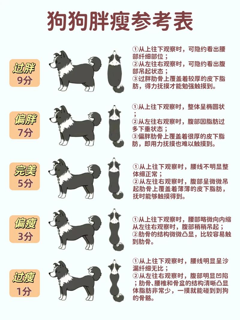 银狐犬体重对照表(6-8千克理想区间) 银狐犬体重对照表(6-8千克理想区间)