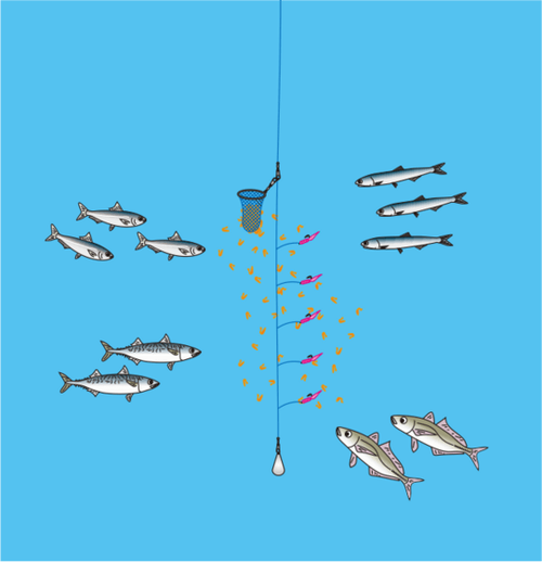 竹荚鱼串钩钓法新手入门指南(水域线组路亚技巧)