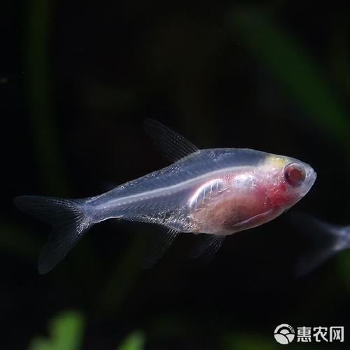 红肚玻璃鱼公母图(红肚玻璃鱼养护要点与选养指南)