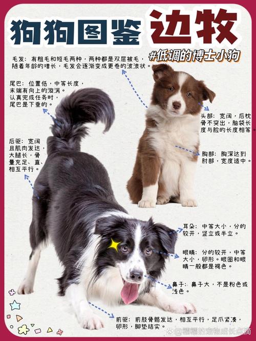 边牧打得过德牧吗（环境与训练决定成败，体格非关键）