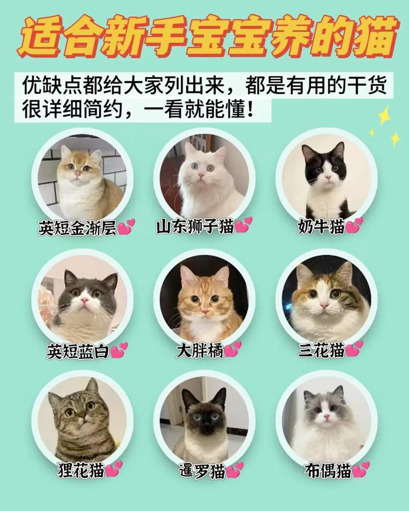 建议新手养的猫（新手养猫选猫要点性格稳适应快优选英短等）