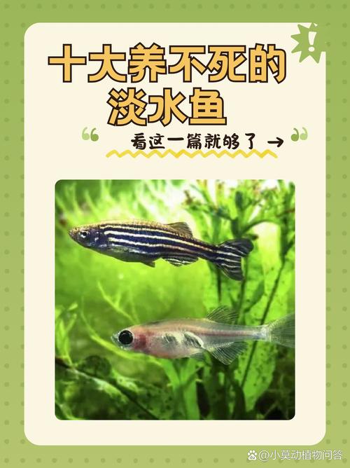 池小养不了大鱼（小池塘养大鱼难点及扩塘与水质管理要点）