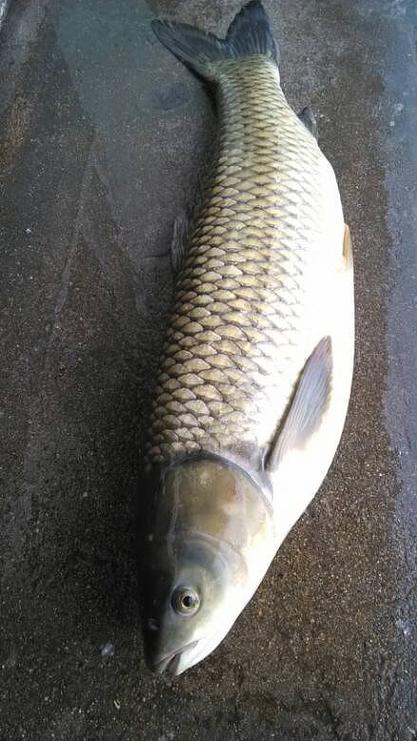 1.5米水深有哪些鱼（把深水变成稳定高产的动态控水系统）