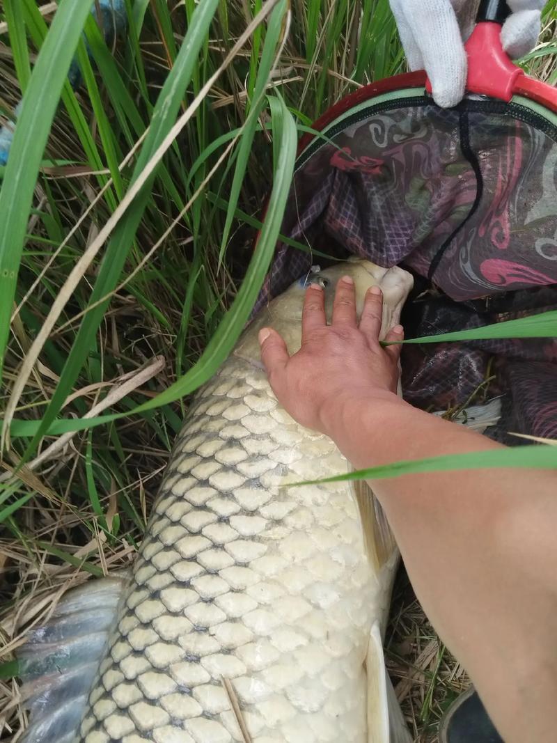 二十米水深养什么鱼（保持溶氧分层投喂与循环）