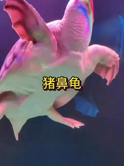 和猪鼻龟混养的鱼(混养猪鼻龟按体型性情选鱼,水深水质分缸要到位) 和猪鼻龟混养的鱼(混养猪鼻龟按体型性情选鱼,水深水质分缸要到位)