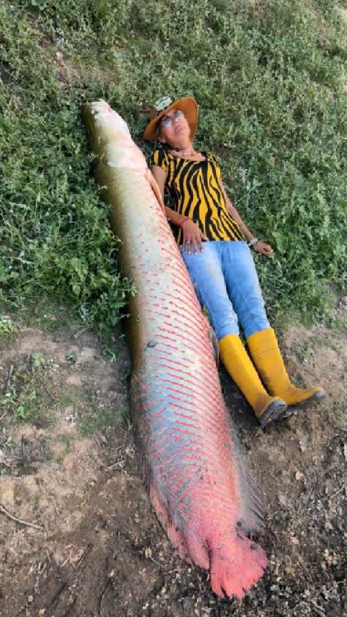 巨骨舌鱼算淡水鱼吗（亚马逊淡水巨兽濒危，建议通过大型水族馆参与保护教育）