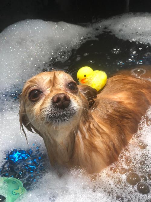 小狗洗完澡后一直用头往地上蹭(狗狗洗澡后蹭地怎么办?快速干燥与安抚要点)