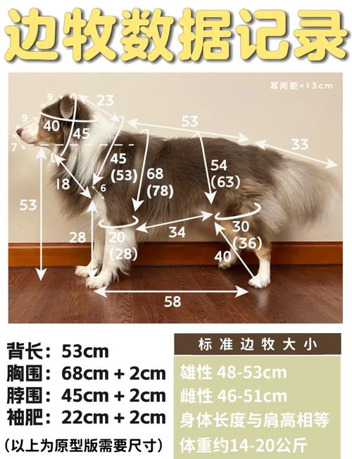 边牧月份尺寸对照表（喂养与运动量标准）