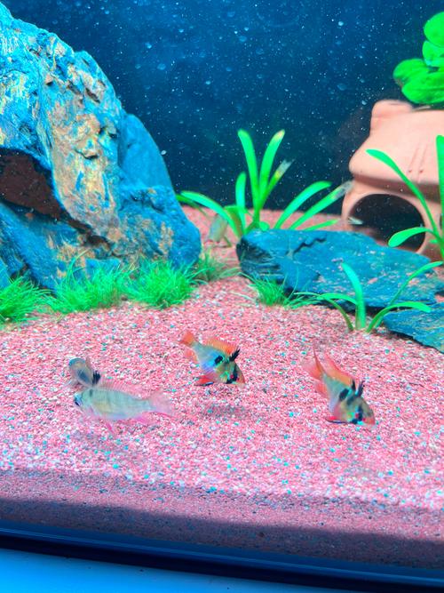 最耐寒的小型观赏鱼(耐寒小型观赏鱼入门指南冬天也能稳养鱼种搭配)