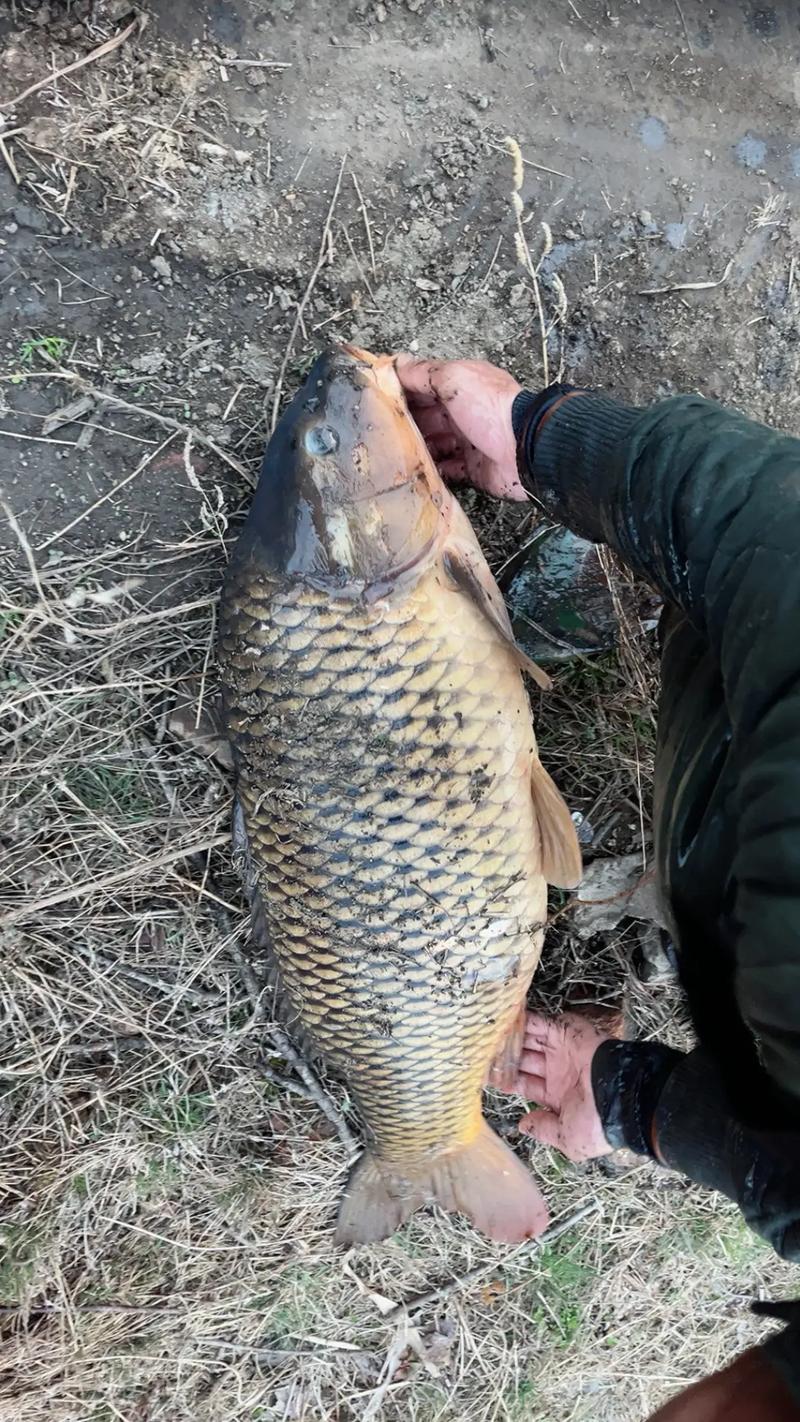 一亩养30万斤鱼（一个亩地养鱼产能全解多模式与成本要点）