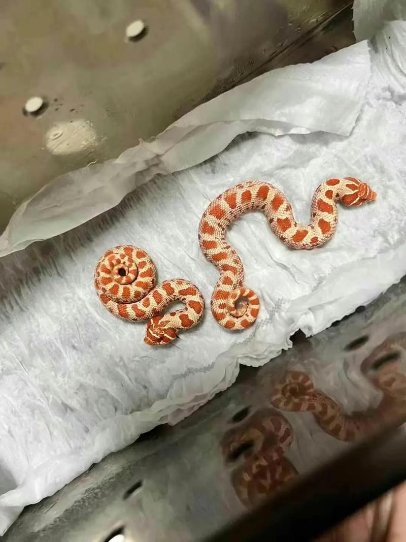 猪鼻蛇和玉米蛇哪个好养（玉米蛇新手首选，控温25–28℃，若追求互动再选猪鼻蛇）