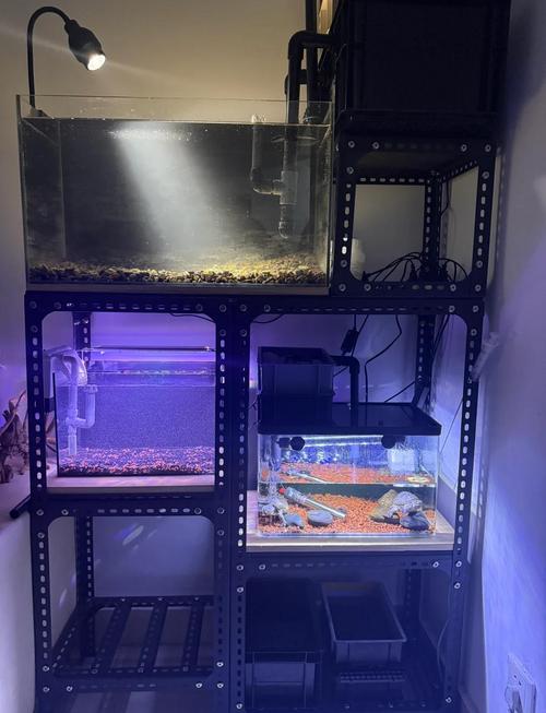 纯净水能直接养鱼吗（纯净水养鱼需补矿物质稳pH并分散换水与菌群管理）