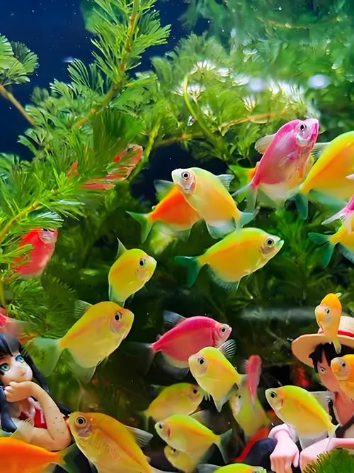 斑马鱼和什么鱼能混养（水质温度空间喂养与繁殖）