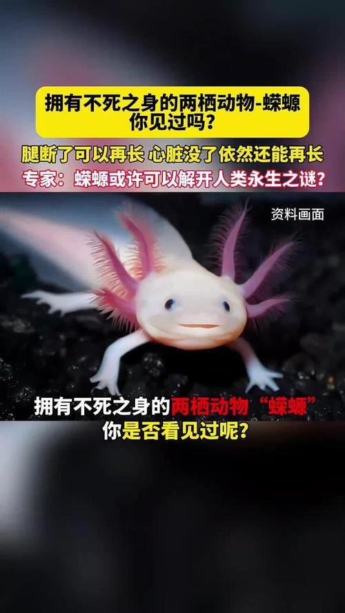 人工蝾螈毒性多大（蝾螈毒性差异大，养殖不等于无毒，观赏与养护要点）