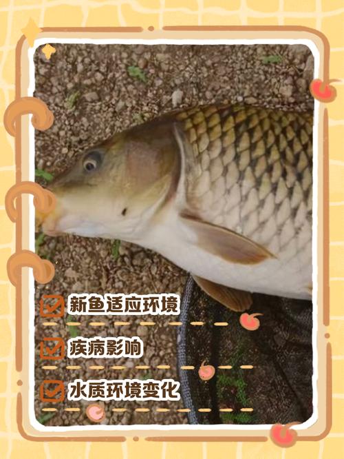 自来水养鱼为什么会死（除氯氯胺稳水培菌让鱼健康成长）