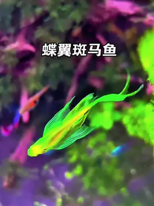 天使鱼还是蝶翼斑马鱼好养（新手该选哪种更易养）