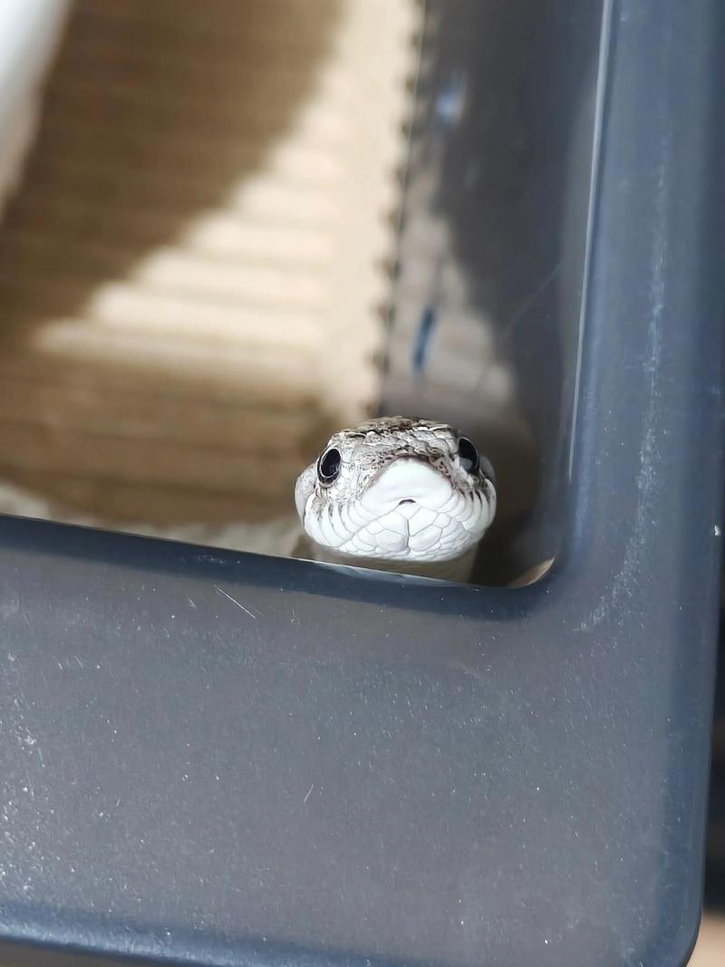 猪鼻蛇有毒吗(西部猪鼻蛇毒性低,饲养要点全解)