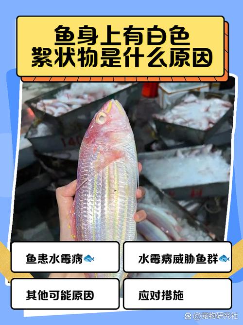 鱼身体长白毛絮怎么回事（水霉病根源与防治要点分离病鱼控水控温）