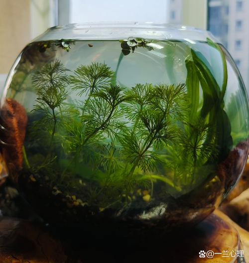 养鱼用圆形鱼缸和方形鱼缸（方形易维护，圆形柔和观赏，60×30×40起步）