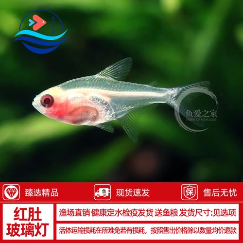 红肚玻璃鱼公母图（红肚玻璃鱼养护要点与选养指南）