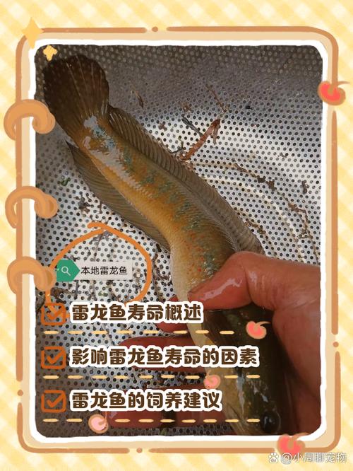 小火龙鱼，能把人毒死吗（小火龙鱼其实是蝾螈，养护要点与放生风险）